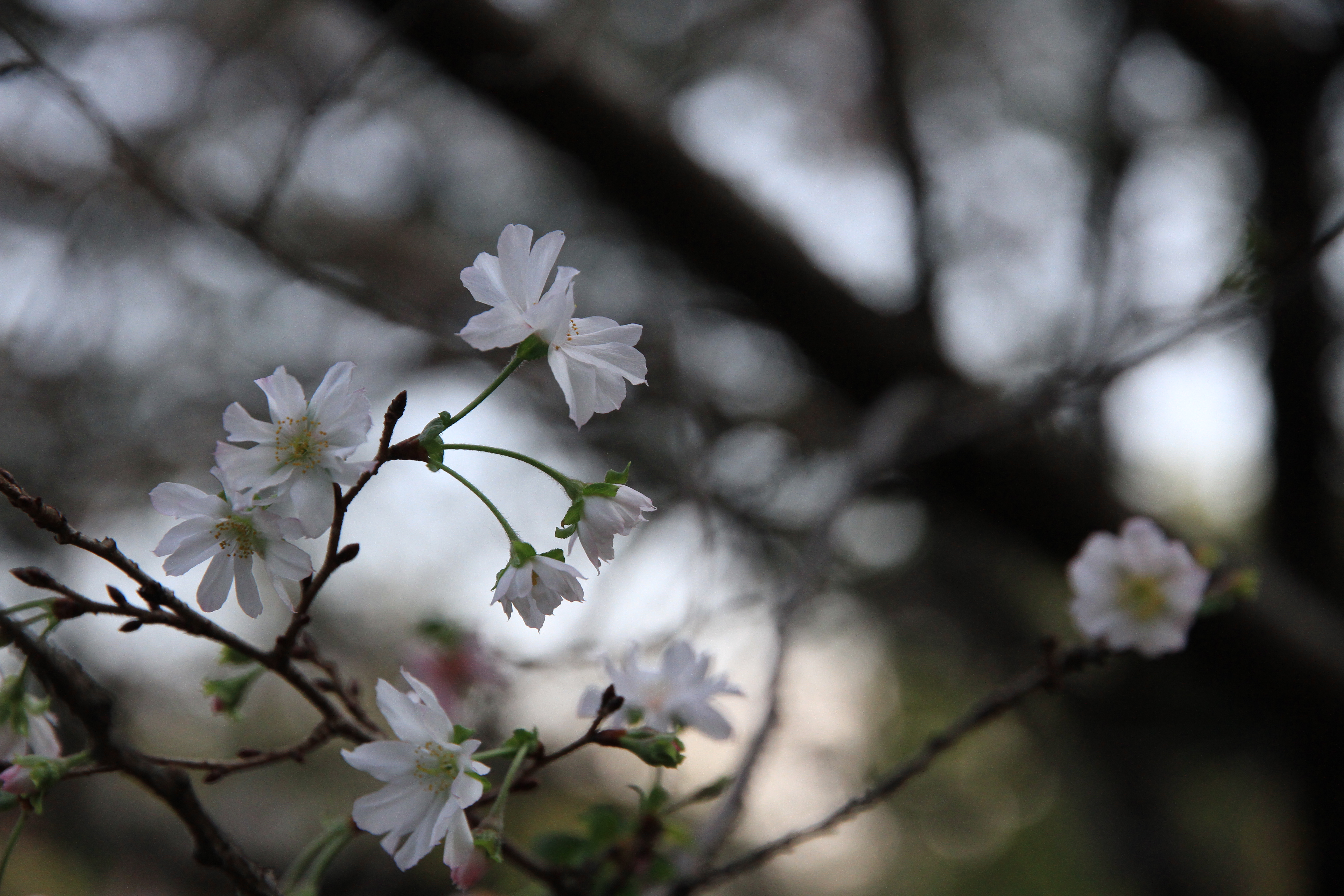 ■Canon EOS 7D/EF-S15-85mm f3.5-5.6 IS USM/絞り優先AE（F5.6）/ISO1000/WBオート