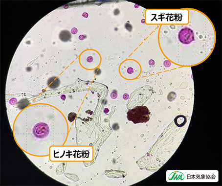 花粉シーズン襲来 東京 東海 中国 四国で飛散開始 Impress Watch