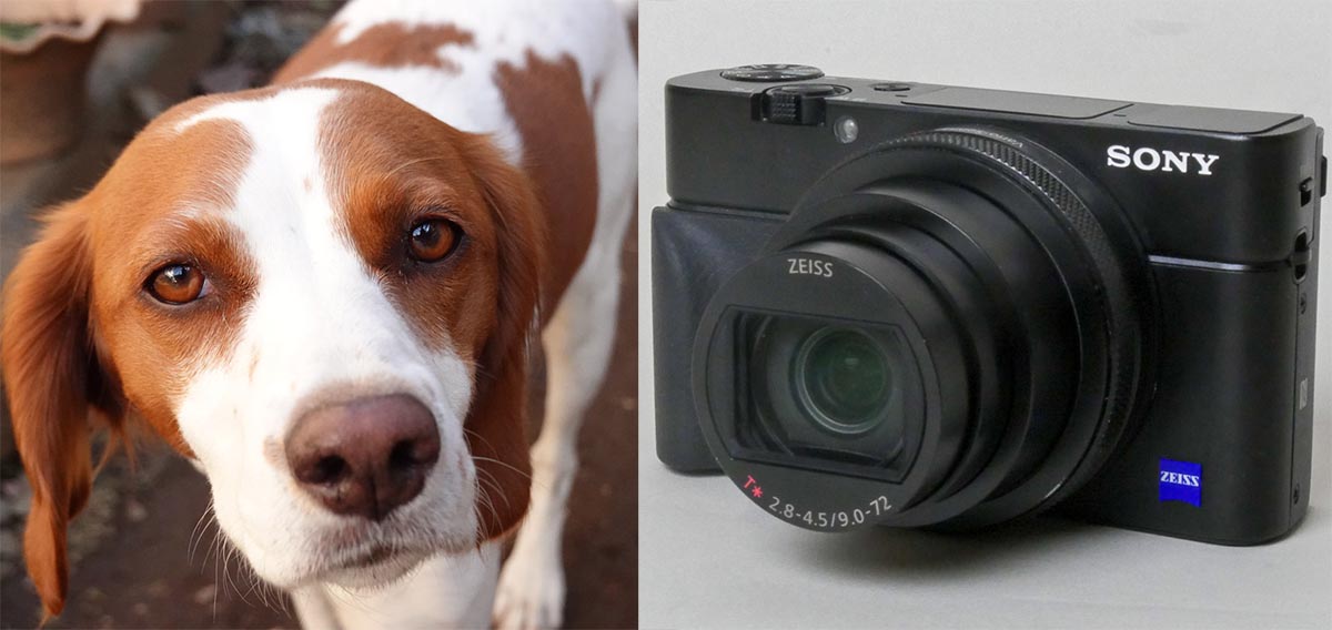 レビュー ポケットサイズの 犬撮り カメラ ソニー Dsc Rx100m7 Impress Watch